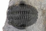 Detailed Hollardops Trilobite - Excellent Eye Facets #221036-2